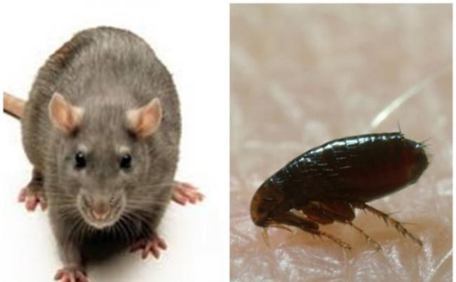 研究指中世纪爆发的黑死病疲疫潮罪魁祸首非老鼠，而是人类身上的虱子。