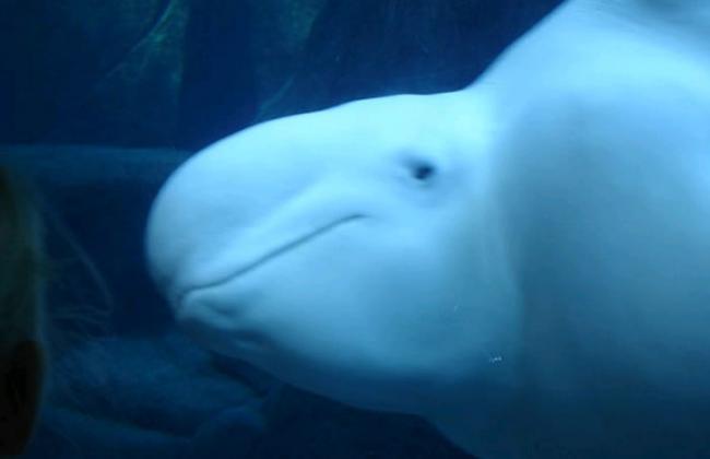 研究发现白鲸会在不同的情绪状态下吹出不同的水下气泡
