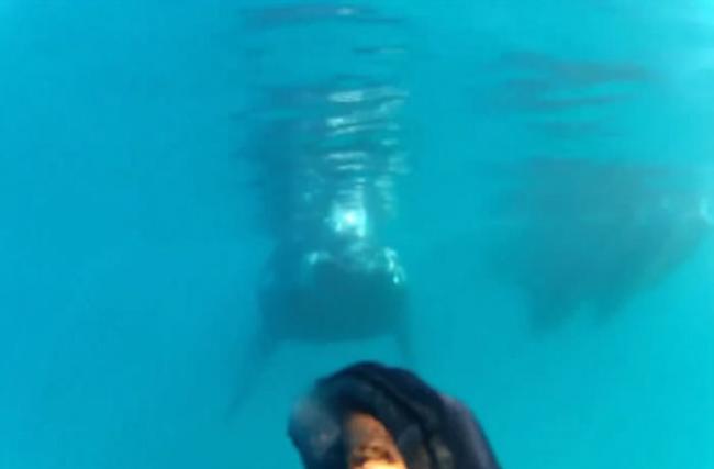 澳洲塔斯马尼亚男子浮潜遇上好奇鲸鱼游近