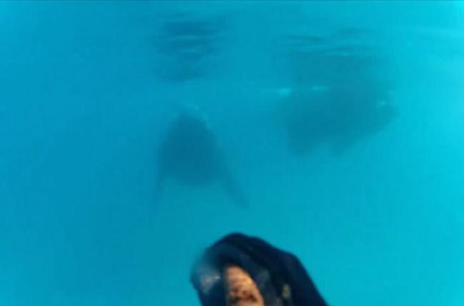 澳洲塔斯马尼亚男子浮潜遇上好奇鲸鱼游近