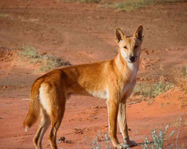 野狗对澳大利亚早期土著妇女参与狩猎具有特殊的重要作用