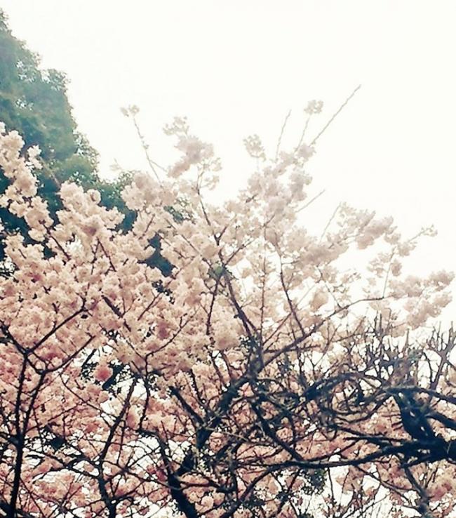 另一网民上传家居附近的樱花相片。