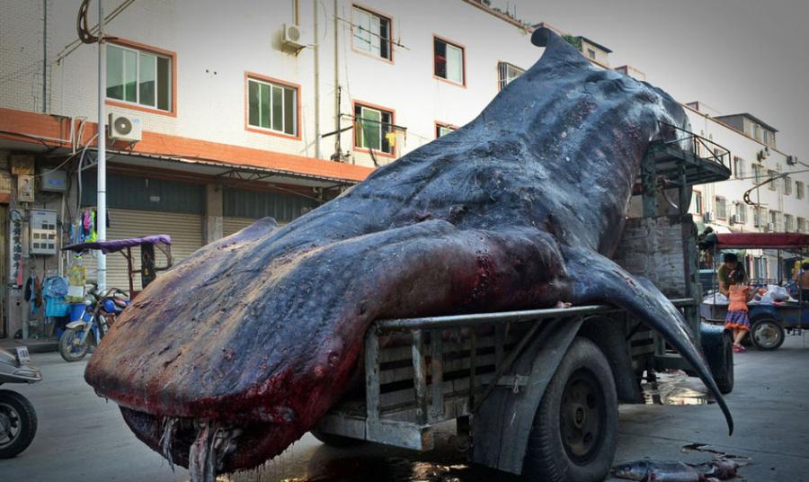 福建石狮渔民捕获鲸鲨2吨重鲸鲨