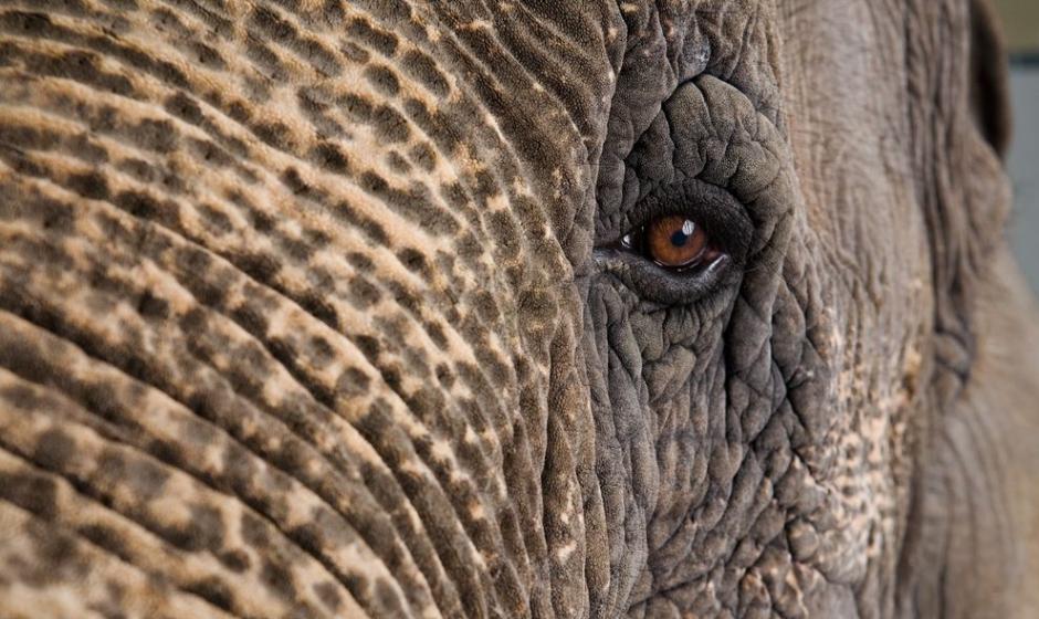 亚洲象是少数能够认出自己镜中身影的物种。 Photograph by Vincent J.Musi， National Geographic