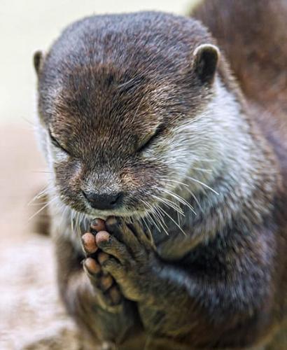 瑞士布瓦杜珀蒂城堡动物园的亚洲小爪水獭“饭前祷告”