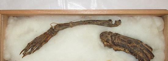 “河童”的骸骨包括一双有蹼的“手”