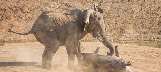 非洲母河马护幼仔被大象掀翻