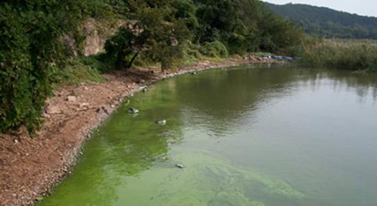 中国太湖的蓝藻爆发