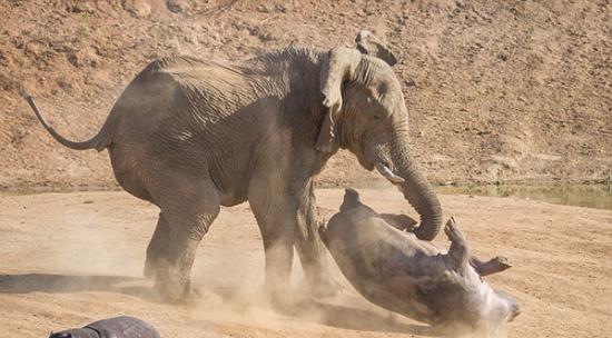 非洲母河马护幼仔被大象掀翻