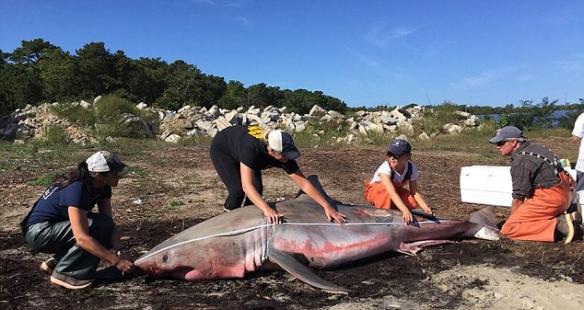 一条成年大白鲨被冲上美国科德角海滩
