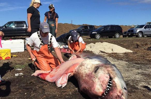 一条成年大白鲨被冲上美国科德角海滩