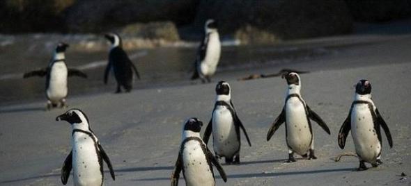 最新研究表明非洲企鹅会发出6种不同叫声