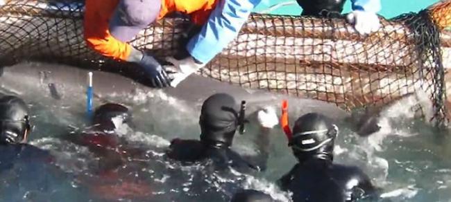 日本渔民在和歌山县太地町捕小海豚卖给水族馆 海豚妈妈试图救子