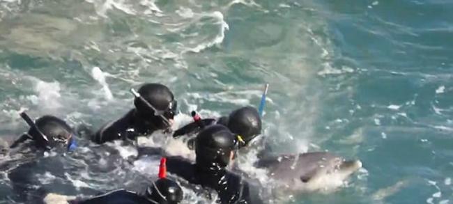 日本渔民在和歌山县太地町捕小海豚卖给水族馆 海豚妈妈试图救子