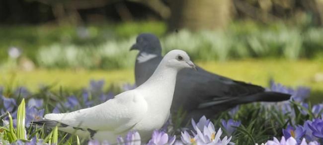 科学家训练鸽子识别癌症