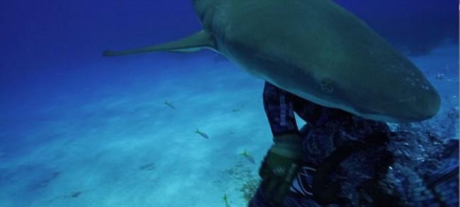 美国潜水员到巴哈马潜水与柠檬鲨迎面相撞
