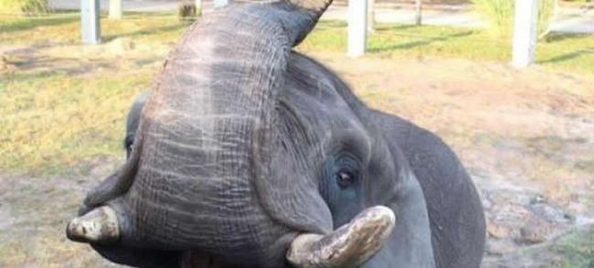美国佛罗里达州动物园一头来自迈克尔・杰克逊“梦幻庄园”的大象逃走