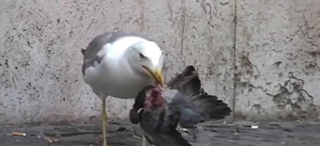 意大利首都罗马街头海鸥猎食鸽子