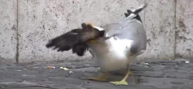 意大利首都罗马街头海鸥猎食鸽子