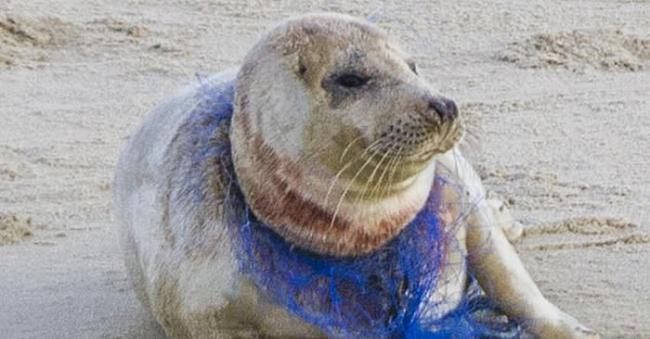英国诺福克郡海滩一只小海豹脖子被尼龙网紧紧勒住丧命