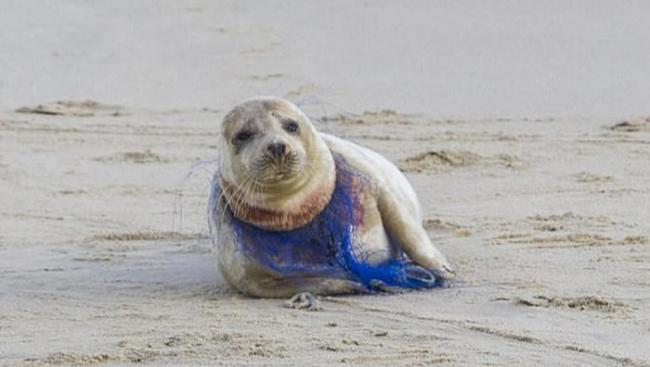 英国诺福克郡海滩一只小海豹脖子被尼龙网紧紧勒住丧命