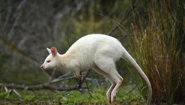 澳洲塔斯马尼亚岛白化症小袋鼠数量有渐增的趋势