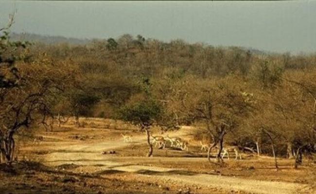 印度的吉尔保护区发生狮子食人事件。