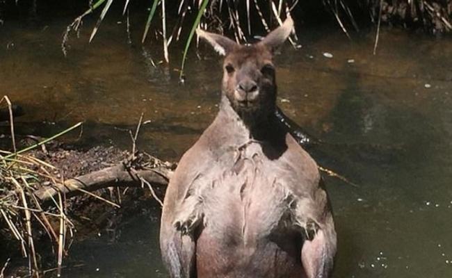 澳洲袋鼠洗澡被偷拍 愤怒展现一身肌肉