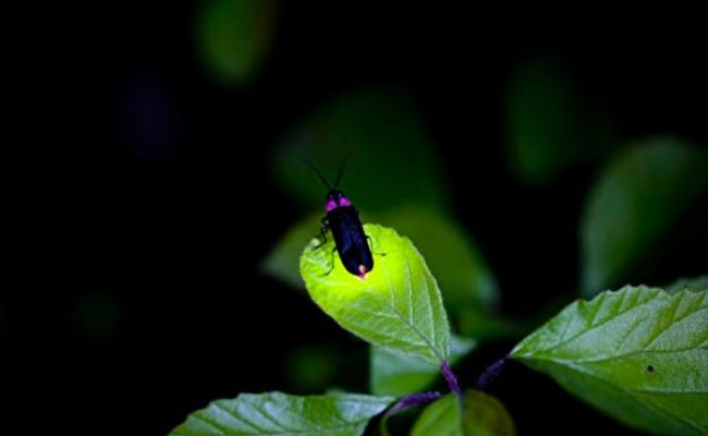 研究指萤火虫会发光，是因为远古祖先曾发生基因突变。