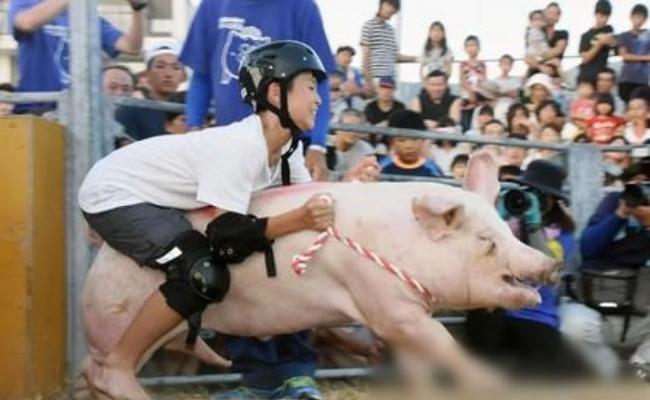 参加者骑在猪背上停留最长时间便算胜出。