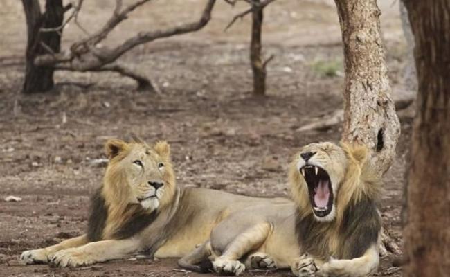 当局在吉尔保护区狮子排泄物中发现人类残骸。