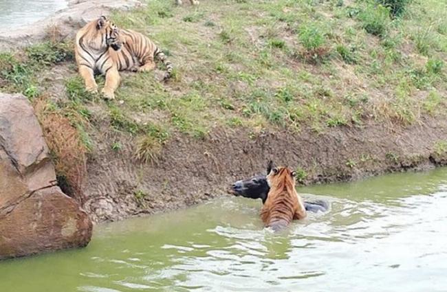 淹城动物园竟将活生生的驴子丢入圈养老虎的池中喂食