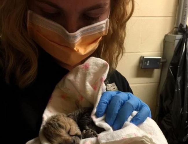 美国俄亥俄州辛辛那提动物园猎豹妈妈剖腹诞下5只萌爆小猎豹