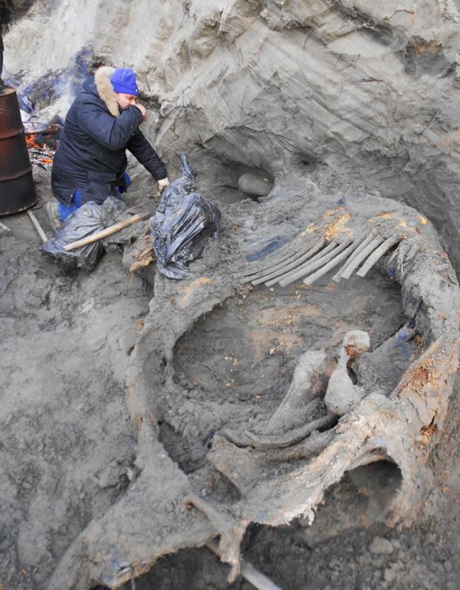 人类早在4.5万年前就在北极用鱼叉攻击长毛象