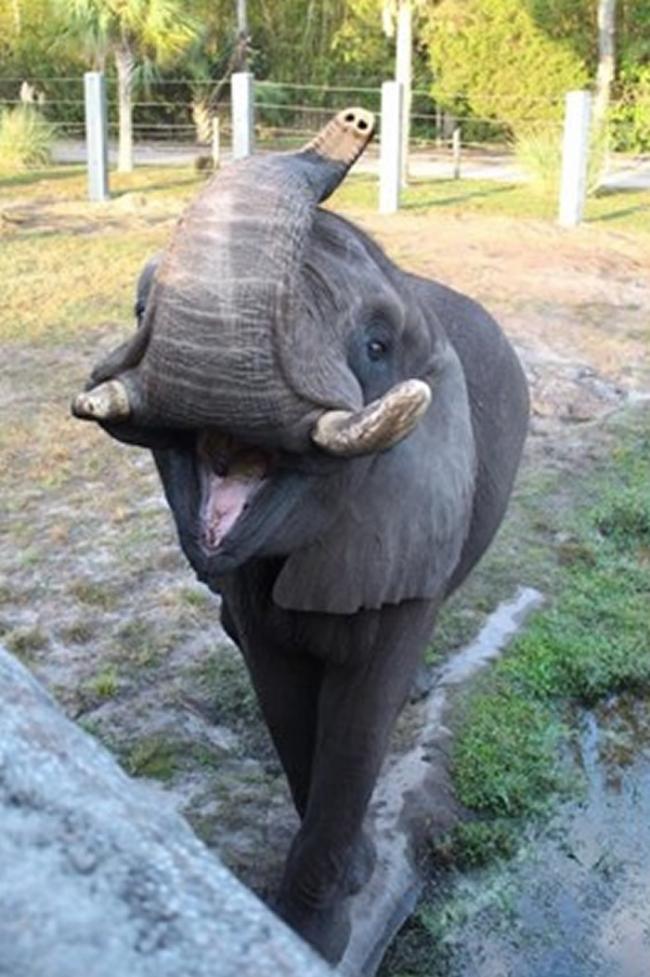 美国佛罗里达州动物园一头来自迈克尔・杰克逊“梦幻庄园”的大象逃走