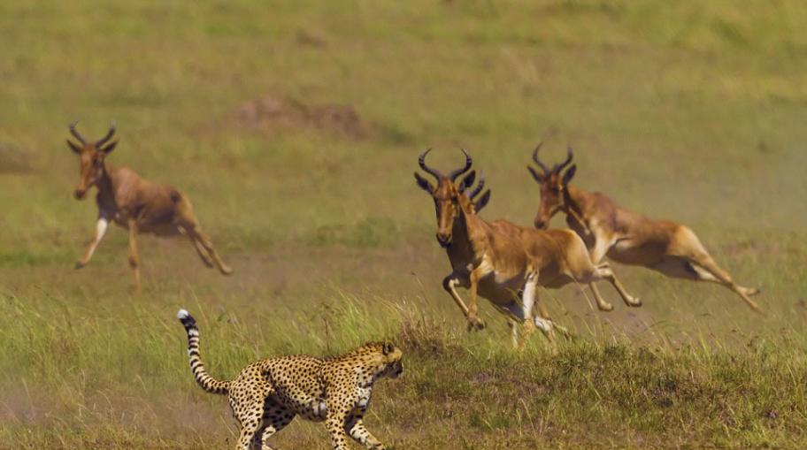 非洲羚羊遭猎豹偷袭侥幸逃脱