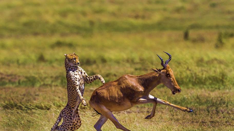 非洲羚羊遭猎豹偷袭侥幸逃脱
