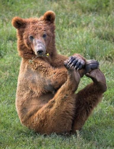 西班牙动物园一只棕熊“晨运”