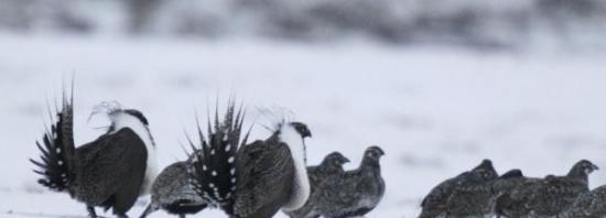 气候变化威胁中国保护鸟类