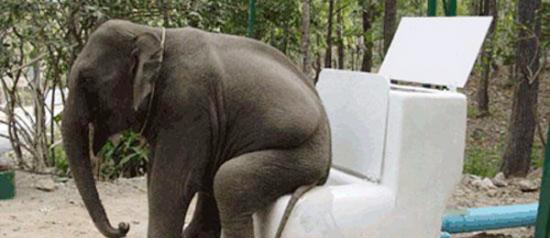 关于大象的5个秘密：不是用鼻子喝水