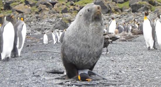 科学家仍在对雄性海豹进行观察，以研究其性侵企鹅的动机。
