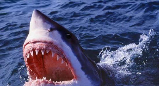 大白鲨是最致命的鲨鱼之一。但只要遵循当地规定和建议，遇到它们的几率其实很小。