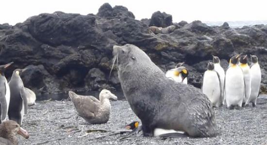 科学家表示，雄性海豹性侵企鹅或已成为一种趋势。