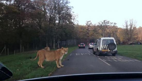 英国动物园母狮狂追汽车舔后视镜