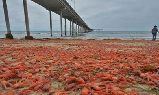 大量红蟹搁浅在海滩上