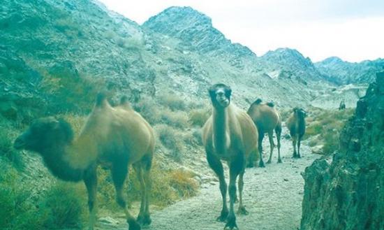 红外线触发相机拍下的野骆驼。