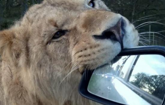 英国动物园母狮狂追汽车舔后视镜