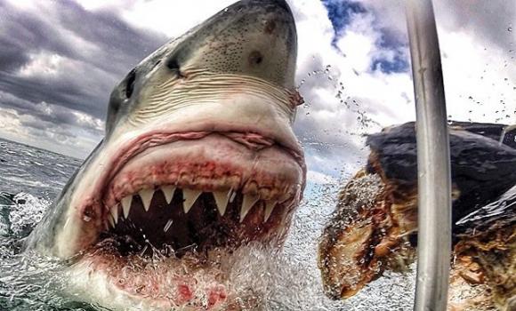 布鲁尔近距离拍下大白鲨张开血盆大口的照片
