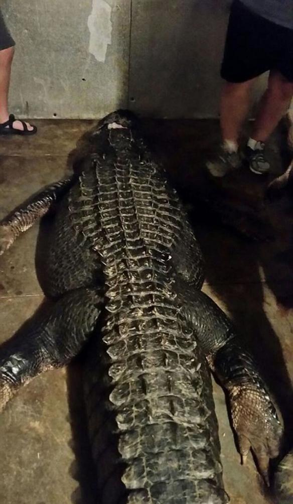 美国阿拉巴马州尤福拉湖捕获408公斤巨鳄