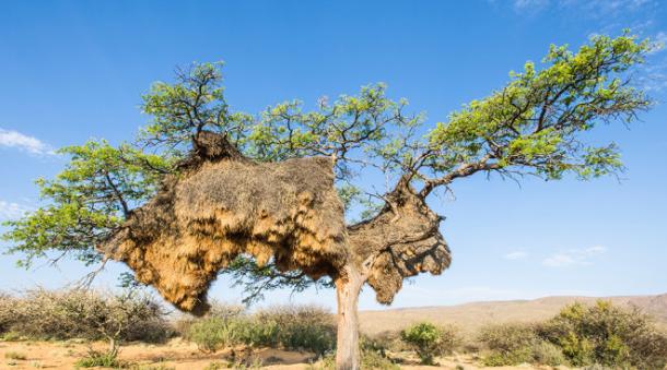 织巢鸟在树上构筑起巨大的巢穴，有时候看上去巢穴甚至完全盖过了树本身